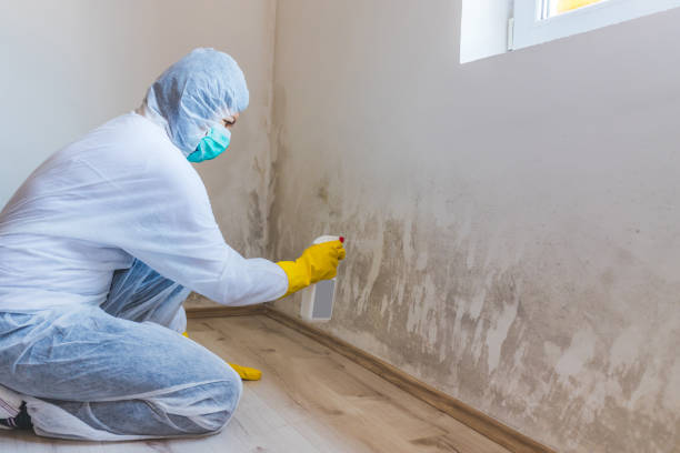Licensed Mold Testing service in Kintnersville, PA - WQB Mold Removal