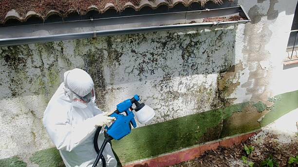 Top rated local Mold Testing specialists in Kintnersville, PA